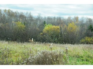 Property photo 47 - REAL ESTATE AUCTION - 1,428+/- ACRES OFFERED IN 10 TRACTS IN PRICE CO., WI